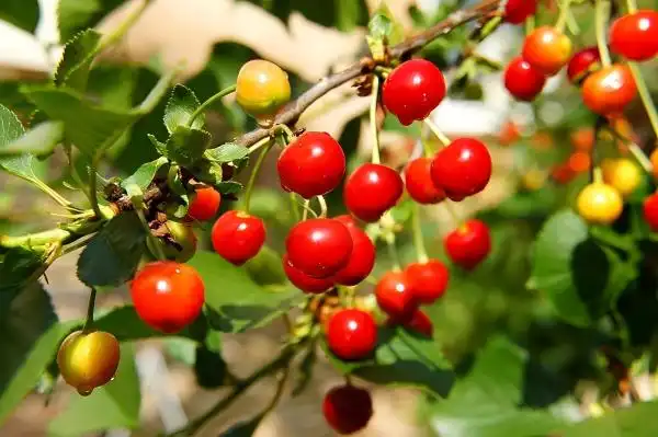 Why Tart Cherry Extract Is Growing in Sports Nutrition