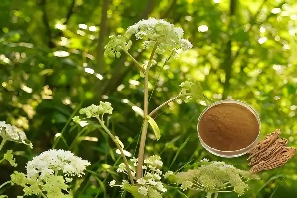 Angelica Officinalis Extract Extraction Process Explained for Buyers