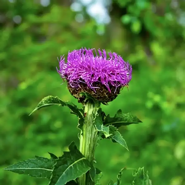 Maral Root Extract Benefits: Is It Worth Adding to Your Routine?