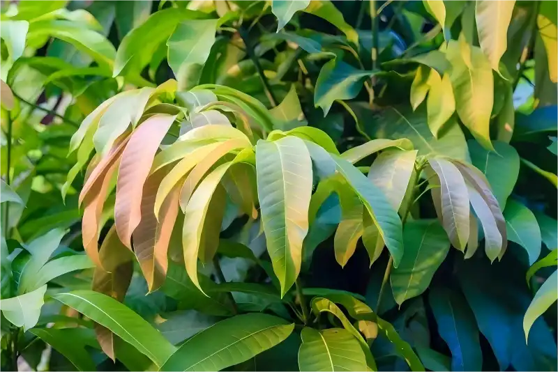 Mango Leaf Extract Powder for Skin: Anti-Aging & Protection