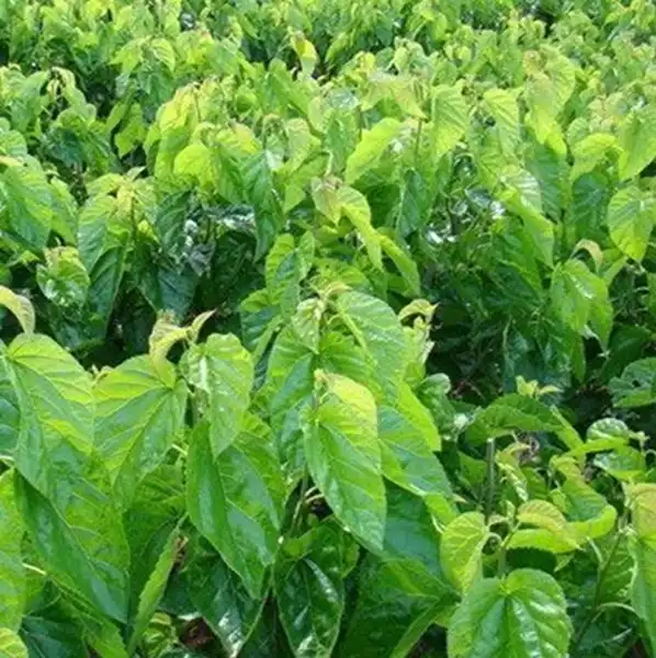 Mulberry Leaf Extract Powder: Traditional Herb, Modern Science