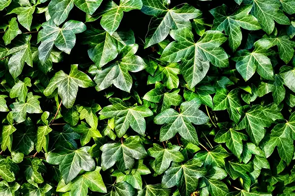 How to Dose Ivy Extract Powder for Cough Relief?