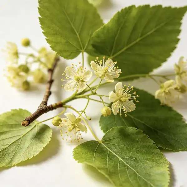 What Is Tilia Extract? Uses, Benefits, and Buying Guide