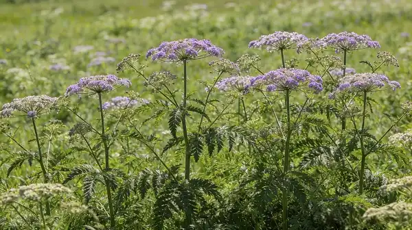 Best Uses of Valerian Root Extract Powder in Supplements
