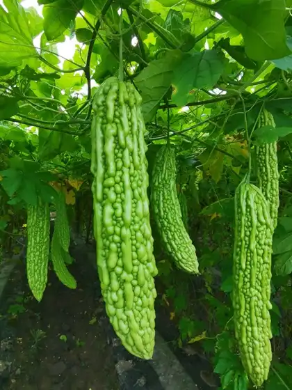 How Effective Is Bitter Melon Extract Powder for Glucose Balance?