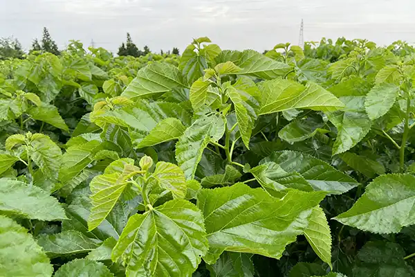 Can Mulberry Leaf Extract Powder Help Reduce Carb Absorption?