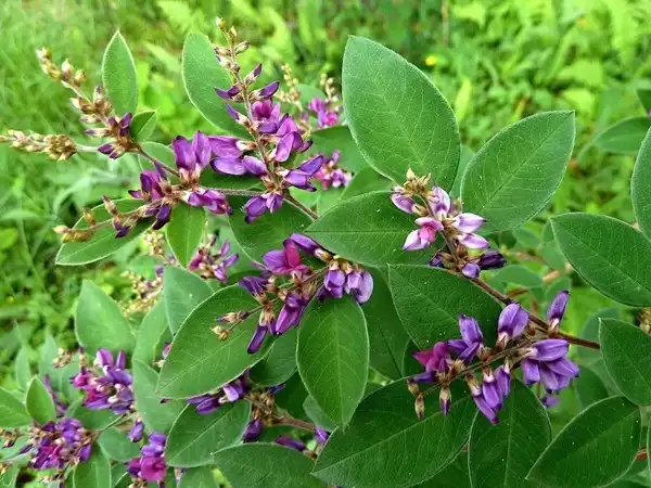 Does Lespedeza Capitata Extract Support Toxin Clearance?