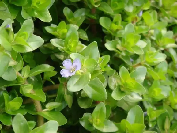 Bacopa Monnieri Extract Powder Buying Guide for Brands Apple Root Extract