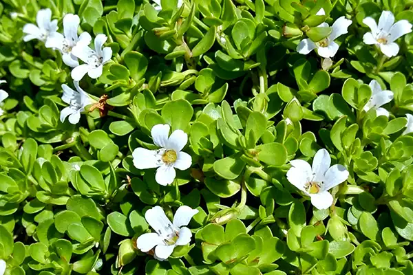 Bacopa Monnieri Extract Powder for Stress Relief?