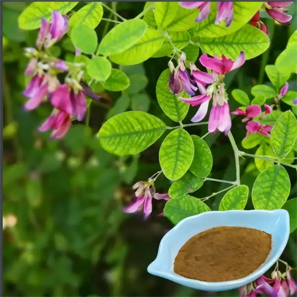 Lespedeza Capitata Extract: Targeted Botanical for Urinary Wellness