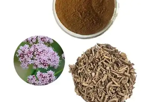 Can Valerian Root Extract Powder Help With Stress?