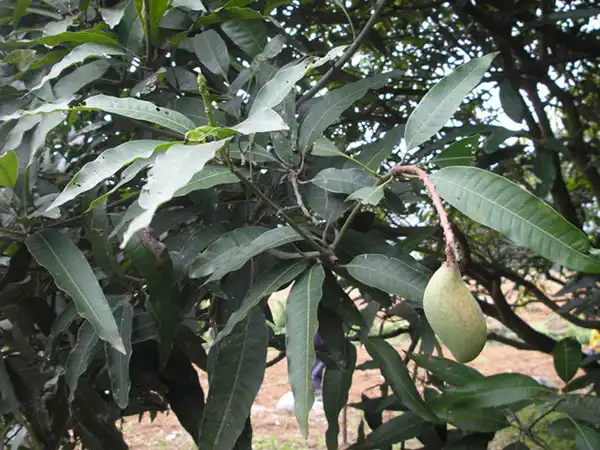 Can Mango Leaf Extract Powder Reduce Inflammation Naturally?