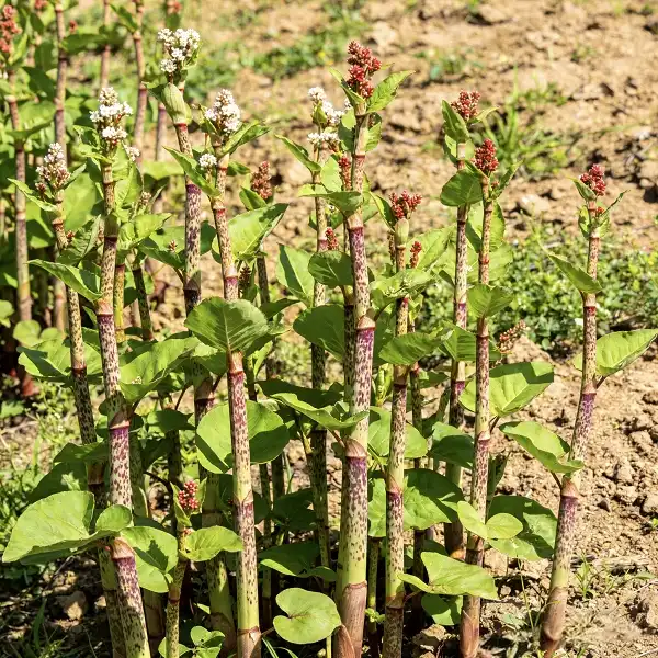 Polygonum Cuspidatum Extract for Comprehensive Wellness Solutions