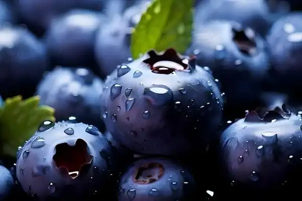 How Does Blueberry Extract Powder Support Immune Function?
