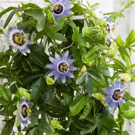 Can Passionflower Extract Powder Ease Nervous Tension Quickly?