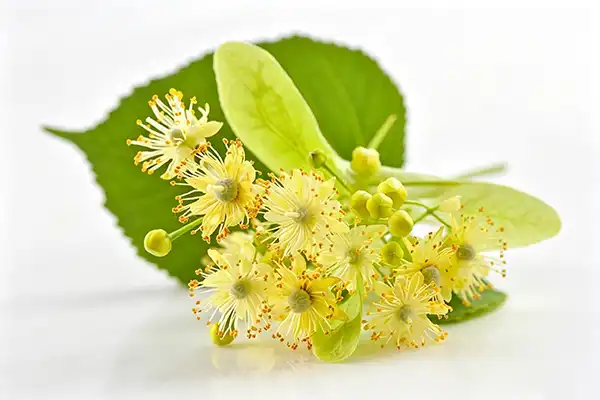 Best Tilia Extract Supplier for Bulk Cosmetic Ingredients