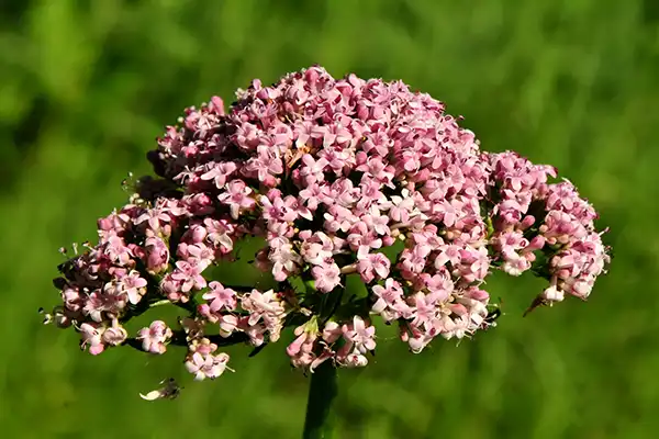 Top Reasons to Add Valerian Root Extract Powder to Your Lineup