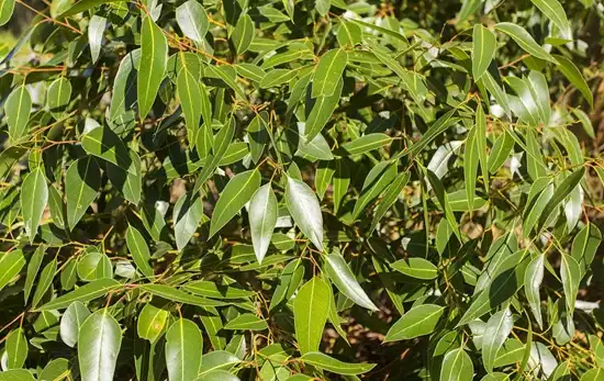 Is Eucalyptus Leaf Extract Effective for Scalp and Hair Care?