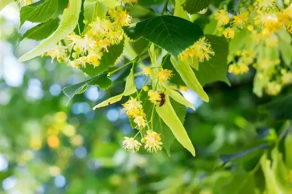 Tilia Extract Uses in Cosmetics, Supplements, and Personal Care