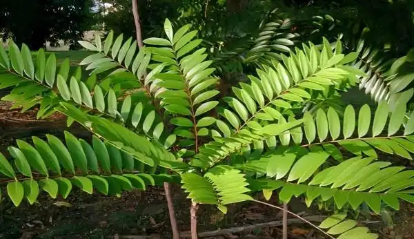 How Fast Can Tongkat Ali Extract Powder Boost Your Energy Levels?
