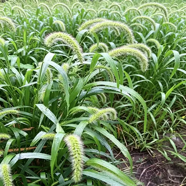 Organic Couch Grass Rhizome Extract for Premium Supplements