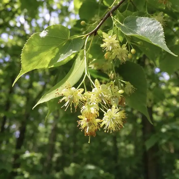 Where to Buy Tilia Extract in Bulk for Manufacturing?