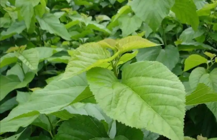 Mulberry Leaf Extract Powder vs White Kidney Bean Extract