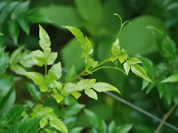 Vine Tea Extract Benefits: Science-Backed Health