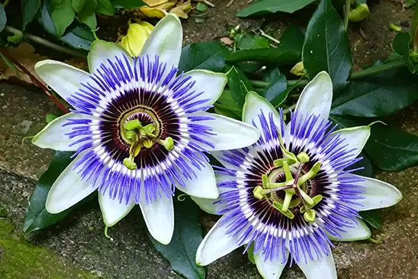 Can Passionflower Extract Powder Relieve Anxiety Naturally?