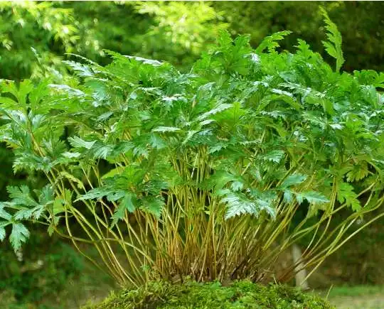 Can Rhizoma Coptidis Powder Help with Weight Management?