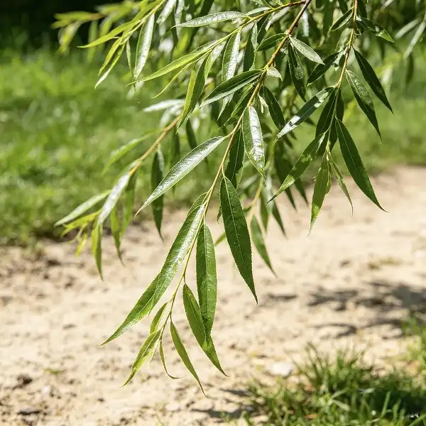 White Willow Bark Extract: Nature’s Salicylic Acid for Gentle Exfoliation