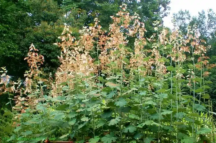 Macleaya Cordata Extract in Modern Phytogenic Feed Additives