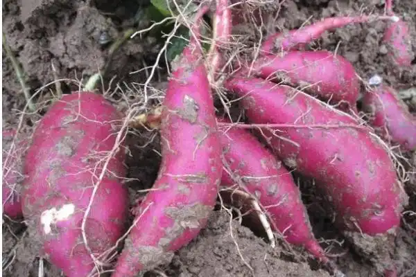Does Purple Sweet Potato Extract Help Reduce Oxidative Stress?