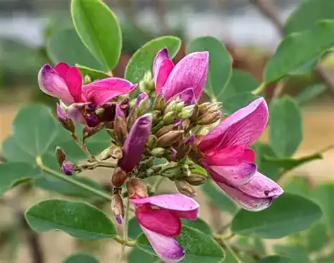 What Are the Key Actives in Lespedeza Capitata Extract?