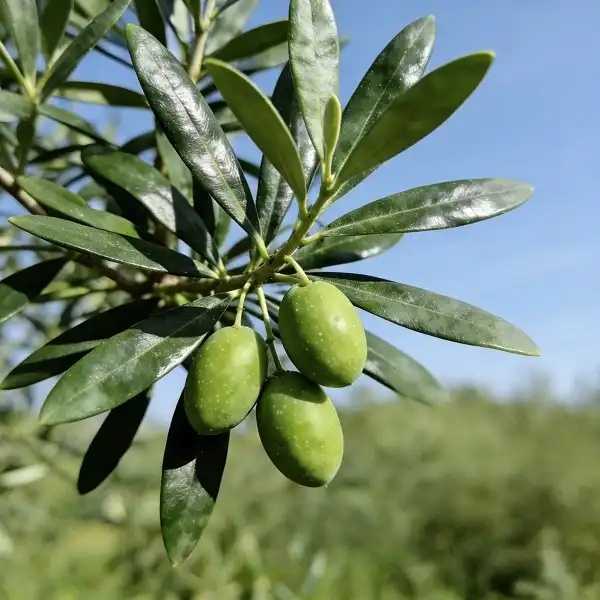 Can Olive Extract Powder Help Manage Blood Pressure Naturally?