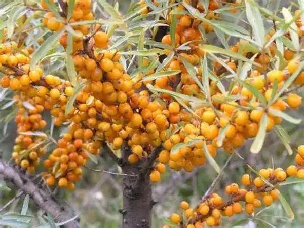 Why Choose Organic Sea Buckthorn Seed Oil for Skincare?