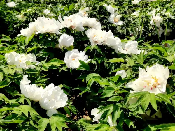 White Paeony Extract Powder for Pharmaceutical & Cosmetic Uses