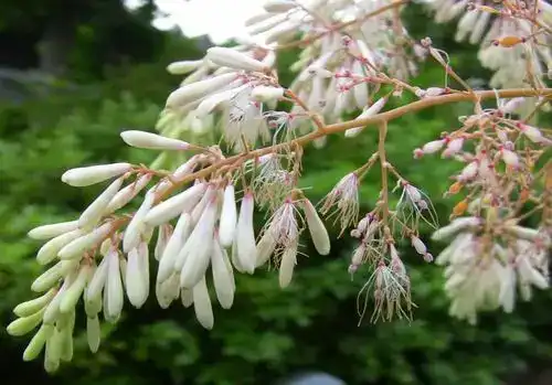 Can Macleaya Cordata Extract Improve Feed Efficiency?