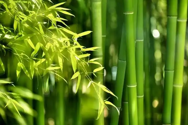 Bamboo Leaf Extract Benefits: Everything You Need to Know