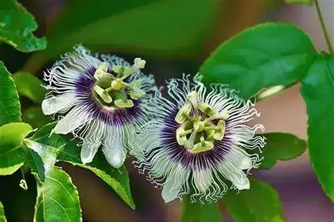How Does Passionflower Extract Powder Affect Sleep Quality?