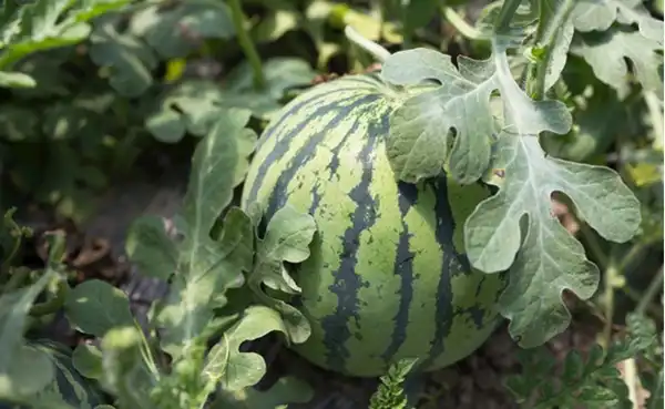 How Watermelon Powder Enhances Athletic Recovery？
