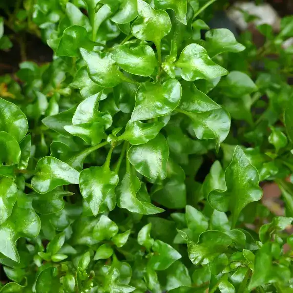 Could Watercress Extract Support Clearer, Healthier Skin?