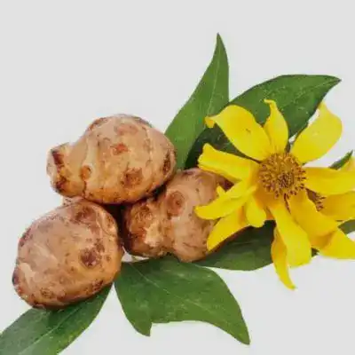 What Makes a Trusted Jerusalem Artichoke Extract Factory?