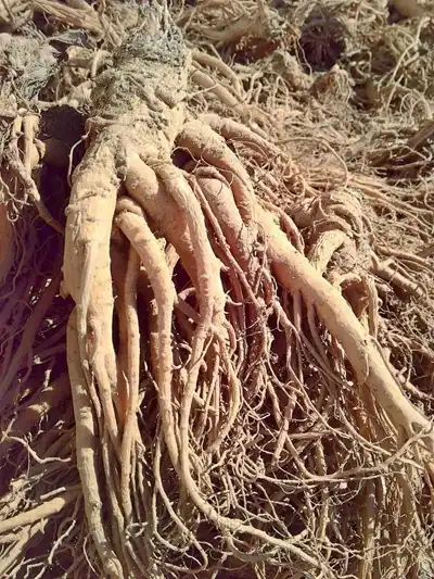 Angelica Officinalis Extract in Functional Food Applications