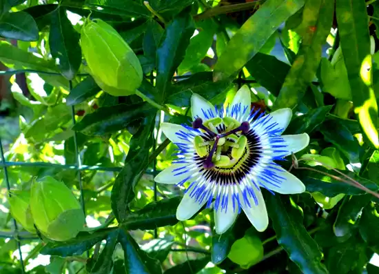 Passionflower Extract Powder For Sleep & Stress Reduction