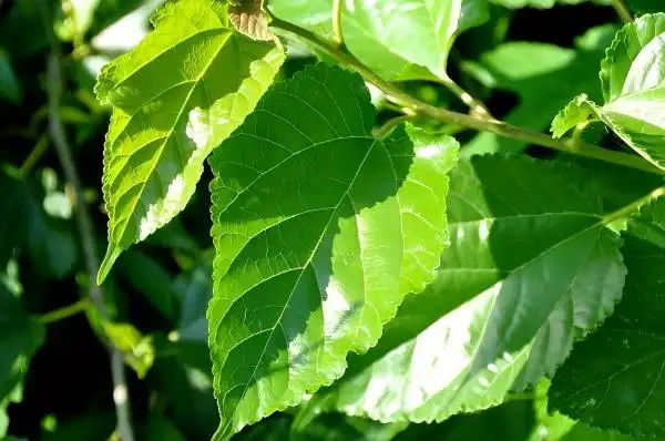 Mulberry Leaf Extract Powder for Skin Health: Any Benefits?