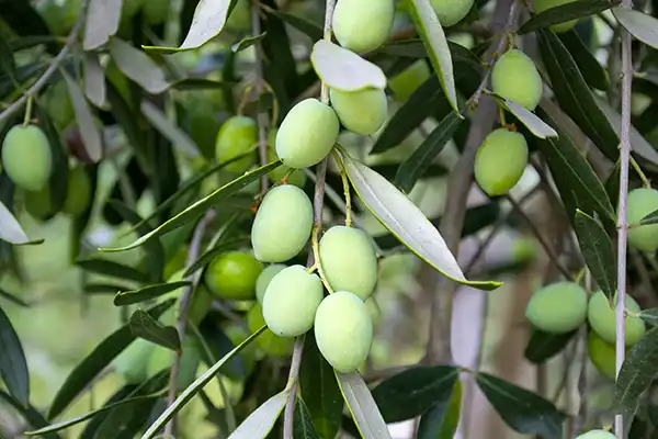 Is Olive Extract Powder Effective for Inflammation Control?