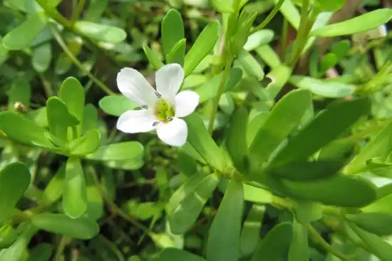 Bacopa Monnieri Extract Powder for Focus and Productivity