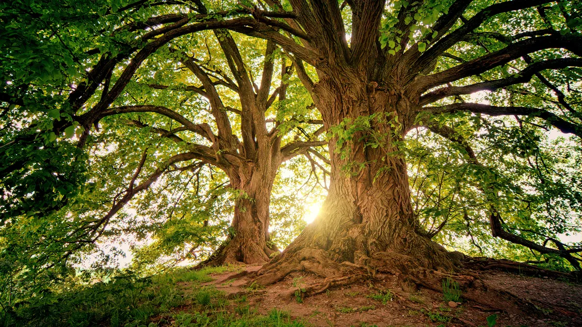 What Is The Moringa Horseradish Tree And Why Is It Called That?