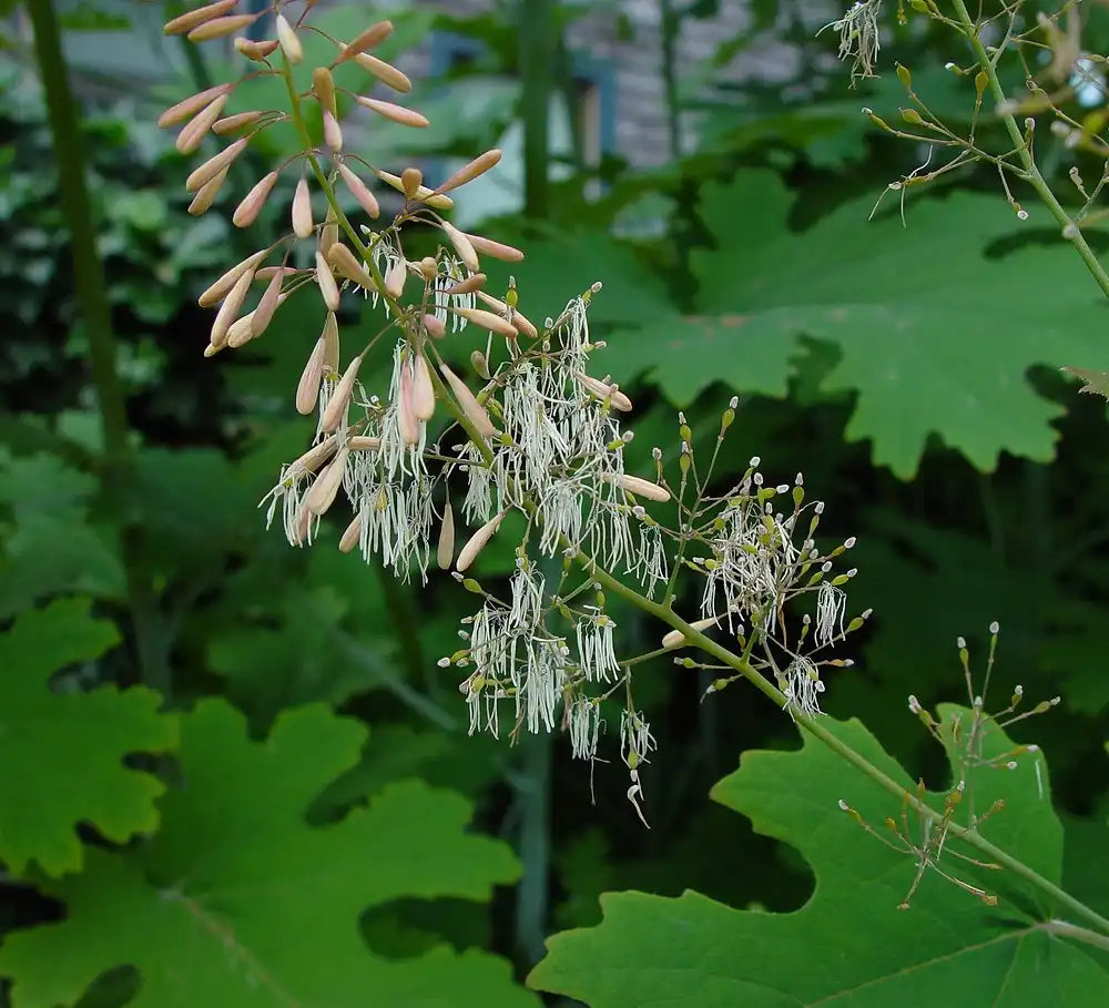How to Select Premium Macleaya Cordata Extract Powder?